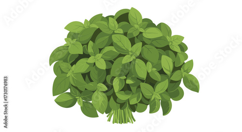 A fresh bunch of aromatic green basil leaves tied together with its stems ready for culinary use.