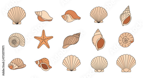 A collection of seashells and a starfish displayed on a white background.