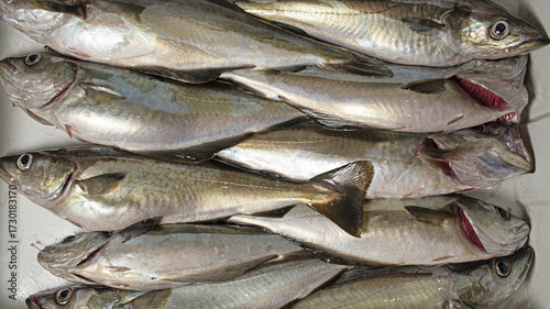 Freshly caught Alaskan pollock, a high-quality white fish
