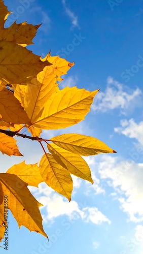 Vibrant yellow autumn leaves against a bright blue sky with fluffy white clouds