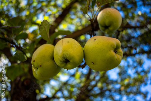 Group of healthy, riped  home growth yellow apples hanging from the tree on a beautiful autumn day.