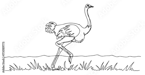 Ostrich Walking in the Savanna Continuous One Line Drawing
