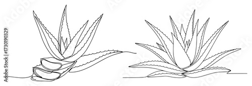 Continuous One Line Drawing of an Aloe Vera Plant and Slices