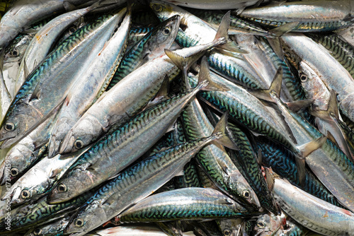 Fresh mackerel, a blue fish rich in omega-3