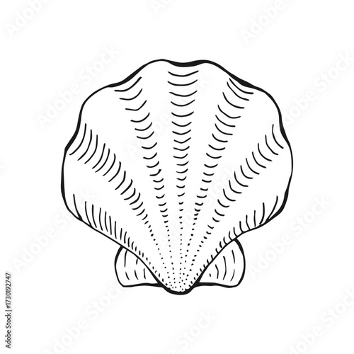 Shell. Hand drawn vector illustration.
