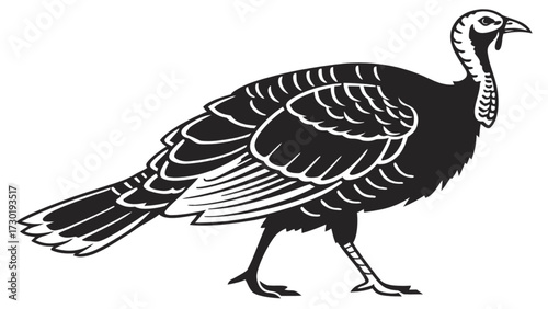 Illustration of a black turkey with detailed feathers walking on a white background design element