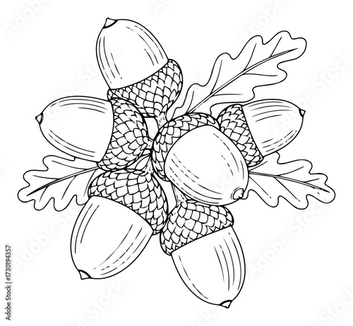 Oak Acorns with Leaves Line Art Illustration