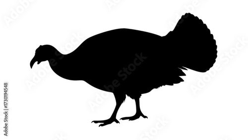 Silhouette of a turkey standing with its head lowered and tail feathers fanned out on a white background