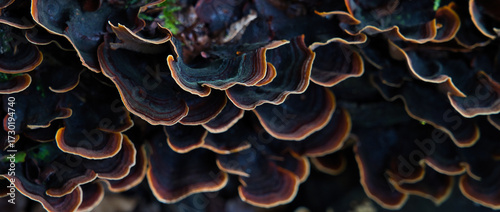 Quadro su tela Colorful bracket fungi with concentric rings on decaying wood