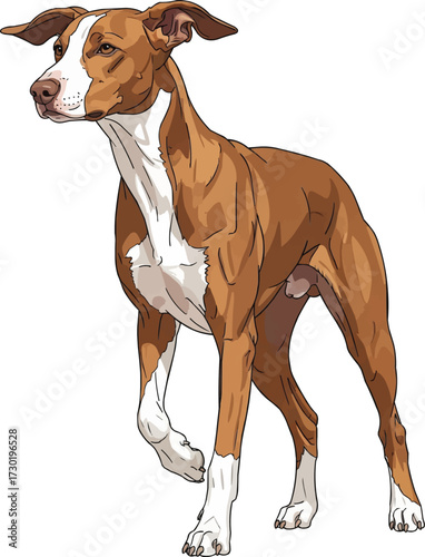 Cirneco dell’Etna dog standing alert hunting stance illustration