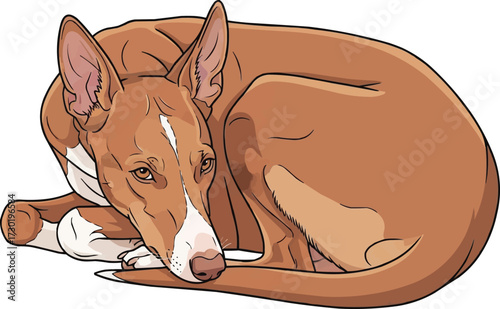 Cirneco dell’Etna dog lying down curled up resting pose illustration