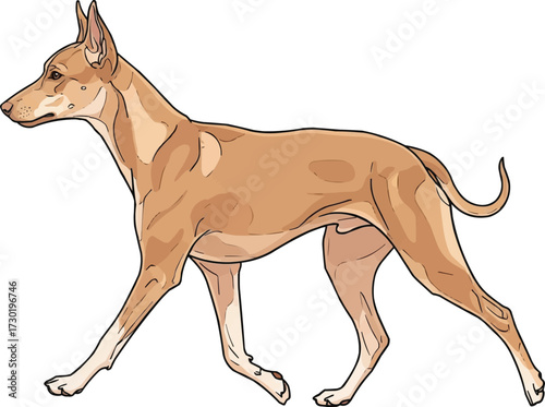 Cirneco dell’Etna dog walking trotting side view vector illustration