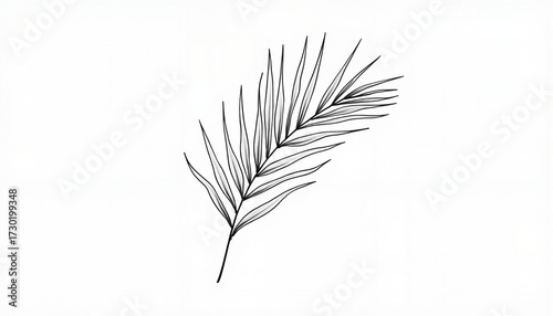 Elegant black line drawing of a palm leaf on white background  