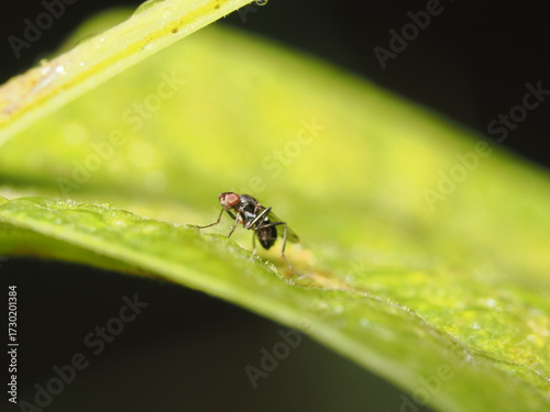 Drosophila es un género de pequeñas moscas de la fruta, cuyas especies se alimentan de frutas fermentadas y se usan ampliamente en estudios genéticos y biológicos.