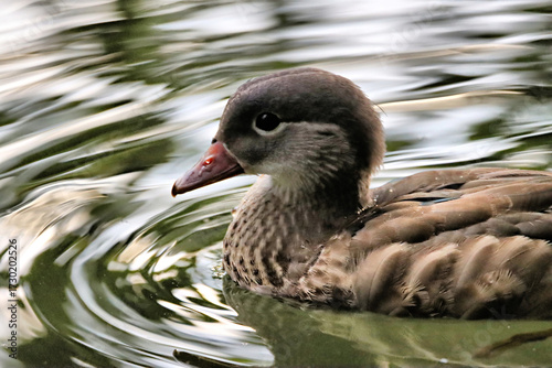 Duck