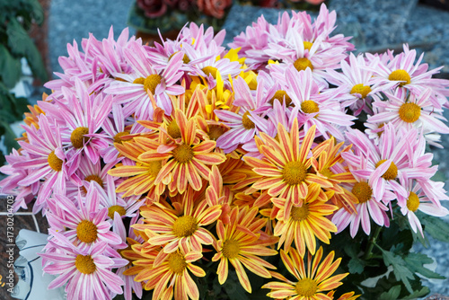 Chrysanthemum plant on a tombstone for All Saints day