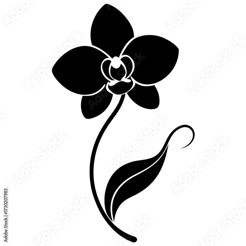 orchid flower vector illustration
