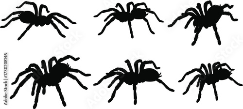 Spider silhouette, black spider vector, arachnid illustration, insect design, dangerous animal, Halloween symbol, tattoo art, predator icon, creepy insect, poisonous creature