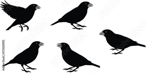 Silhouette illustration of Darwin finches with different beak shapes, evolutionary adaptation, bird diversity, natural selection, isolated black silhouettes, biology study