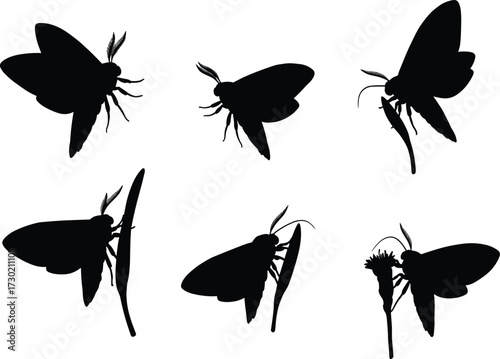 Moth silhouette vector, insect shadow art, flying moth illustration, nocturnal insect graphic, moth on flower, moth outline design, black insect drawing