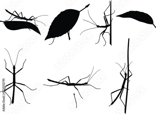 Stick insect silhouette on leaves and branches, insect camouflage vector, bug shadow art, walking stick insect outline, nature illustration design