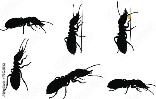 Termite insect silhouette collection on white background, pest control vector, bug shadow outline, wood eating termite design, colony insect illustration art