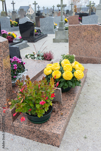 Chrysanthemum plants on tombstones for All Saints day