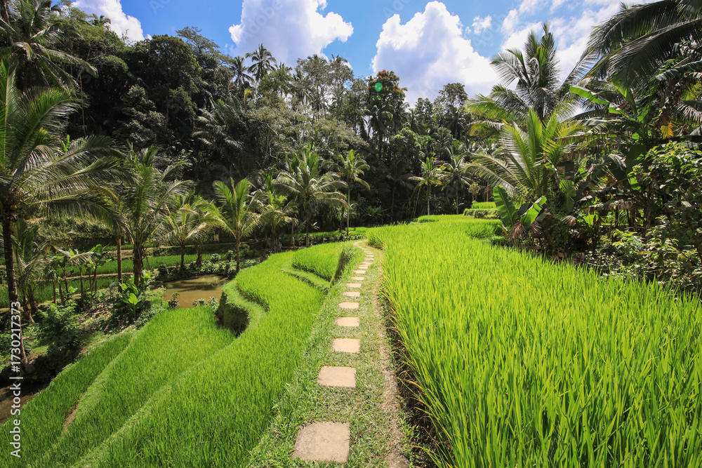 Obraz premium Path winds through a lush green field of rice
