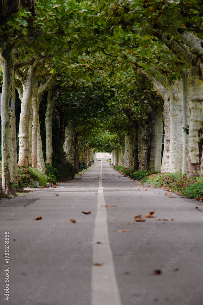 Obraz premium Peaceful tree-lined road in Leverkusen, Germany. Green canopy of plane trees forms a tunnel. Ideal for concepts of nature, journey, solitude, perspective and calm.