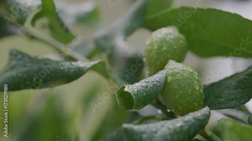 Raccolta Limoni sulla Pianta