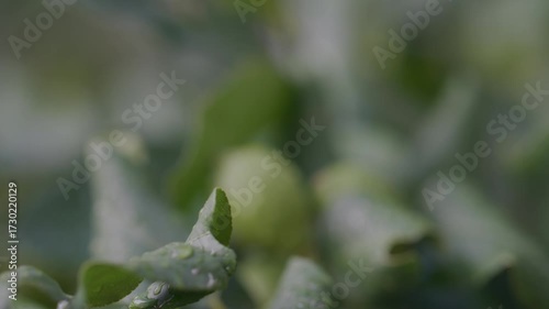 Raccolta Limoni sulla Pianta