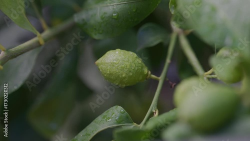 Raccolta Limoni sulla Pianta