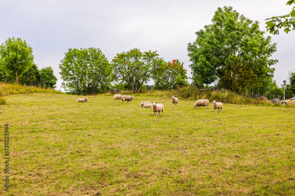 Obraz premium Sheep grazing on green meadow with trees in background on cloudy autumn day in countryside. Sweden.