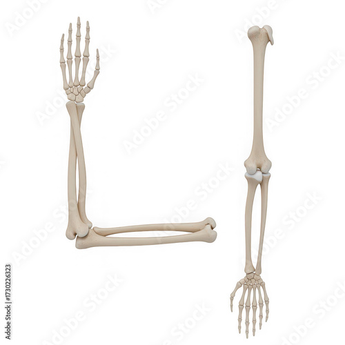 Human arm skeleton and forearm skeleton isolated on transparent background