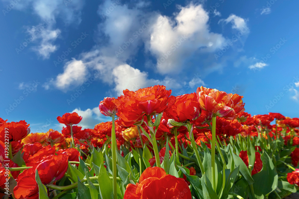 Naklejka premium Blooming Red Tulips Under Clear Blue Sky