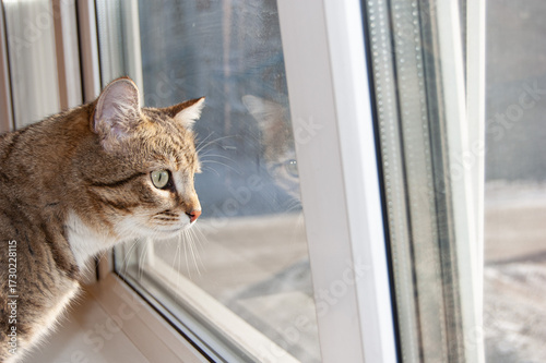 Bild auf Leinwand The tabby cat looks out the window, wants to go outside