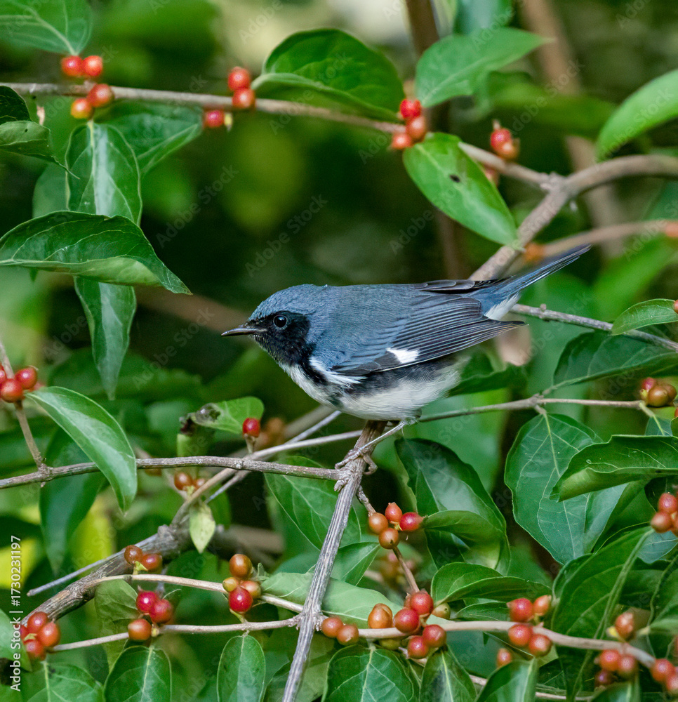 Obraz premium Black-Throated Blue Warbler