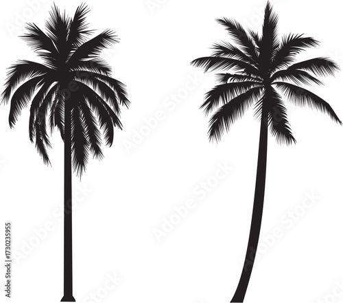 palm tree silhouette