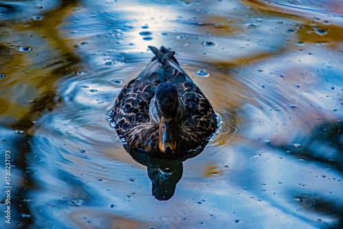 Draufsicht einer weiblichen Stockente auf dem Wasser