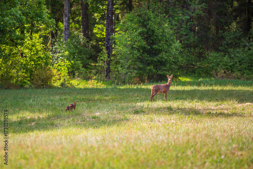 Female deer with kid