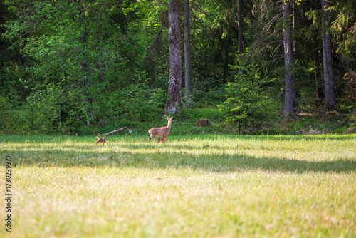 Female deer with kid