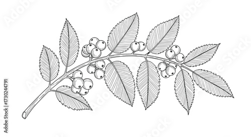 A detailed black and white illustration of a blueberry branch with leaves and berries.
