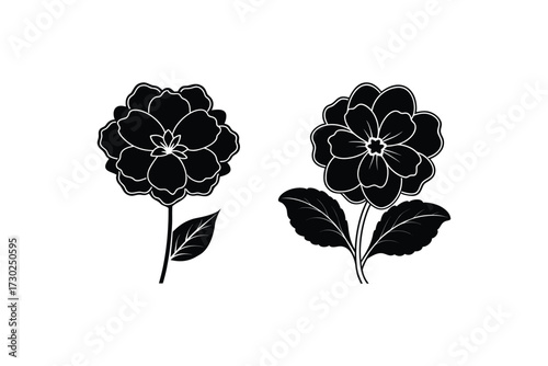 Black and white floral illustration featuring two delicate camellia blossoms