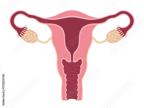Detailed medical illustration of the female reproductive system. Uterus, ovaries, fallopian tubes, cervix. Perfect for medical textbooks, patient education, gynecology clinics, presentations