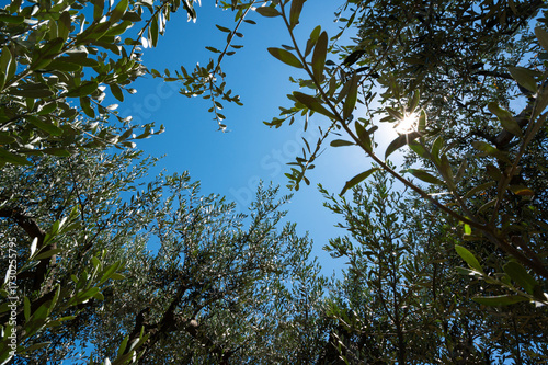 Green olives on a branch of an olive tree in a garden or park under the blue summer sky of southern Europe. 