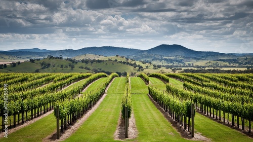 Wallpaper Mural vineyard. Serene vineyard landscape with orderly grapevine rows under natural sunlight, evoking tranquility and growth. travel magazines. Torontodigital.ca