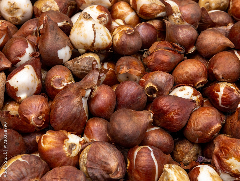 Obraz premium Tulip bulbs corms in wooden box on flower's market in Amsterdam. Tulip Bulbs for Sale Amsterdam Market. Full coverage image of tulip bulbs. Concept image.