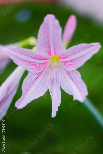 Beautiful close-up of a pink lily flower with delicate striped petals and green blurred background. Perfect for botanical, floral, nature, and garden themes.