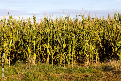 Closeup View of a Section of a Corn Field on an Autumn Morning