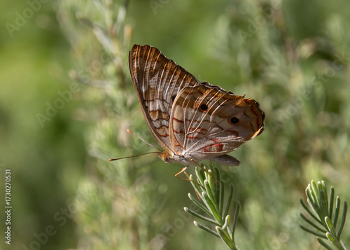 Peacock Butter Wings Folded